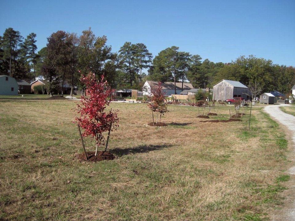 0878.jpg - Tree planting... November 2013