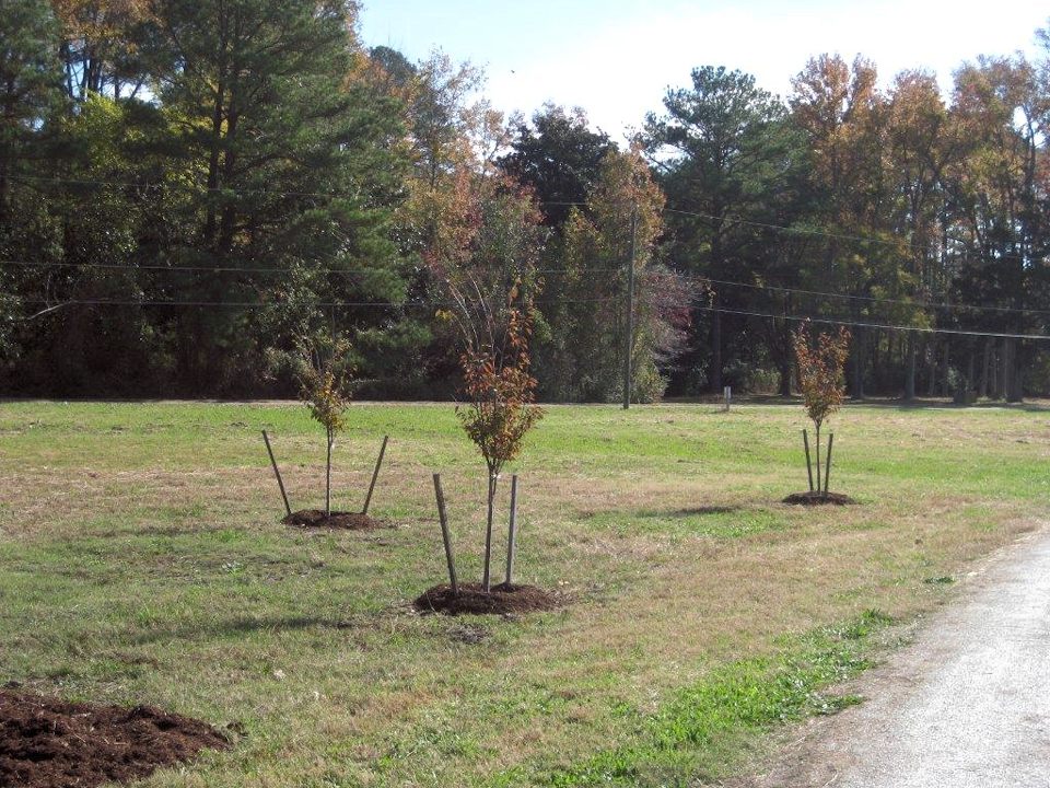 0879.jpg - Tree planting... November 2013