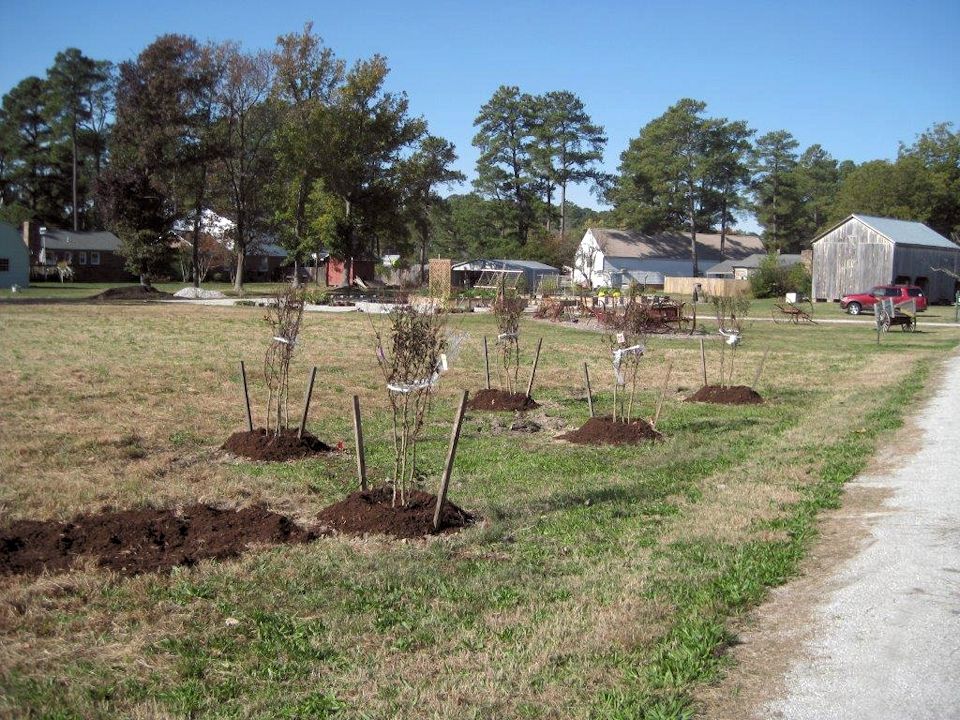 0880.jpg - Tree planting... November 2013