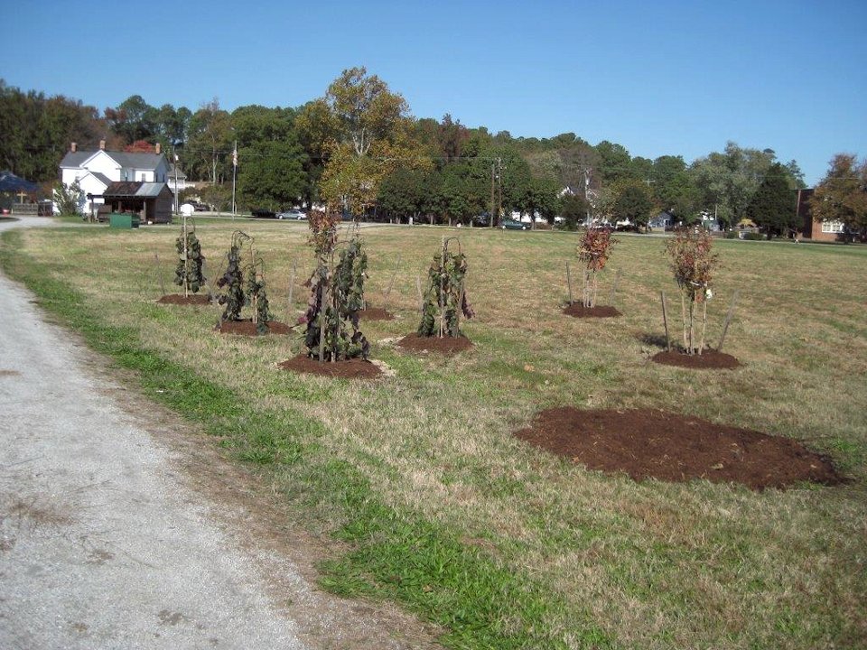 0881.jpg - Tree planting... November 2013