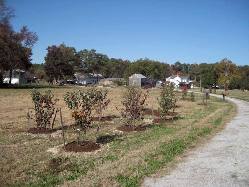 0884.jpg - Tree planting... November 2013