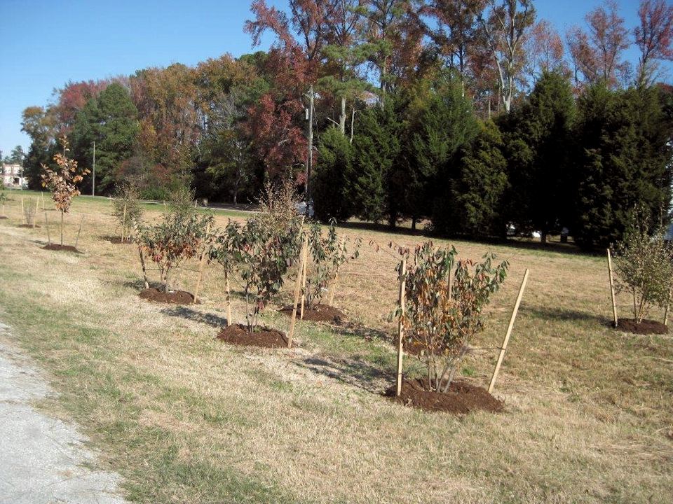 0887.jpg - Tree planting... November 2013
