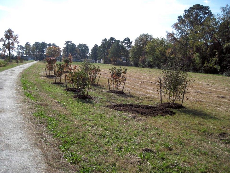 0888.jpg - Tree planting... November 2013