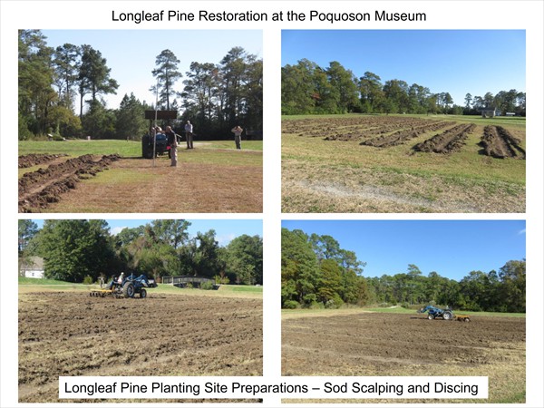 Longleaf Pine Restoration Project - November 2016 Update_001