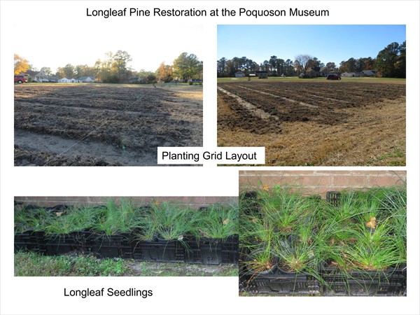 Longleaf Pine Restoration Project - November 2016 Update_002