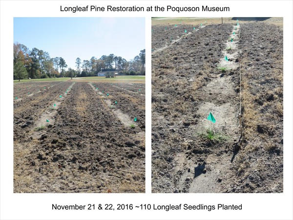 Longleaf Pine Restoration Project - November 2016 Update_003