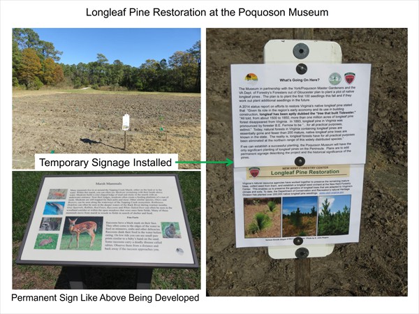 Longleaf Pine Restoration Project - November 2016 Update_004