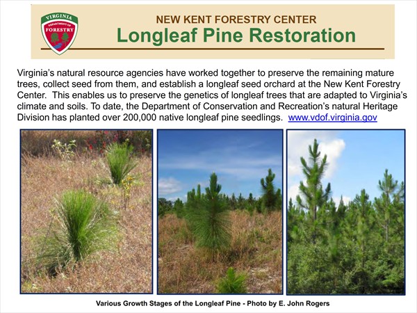 Longleaf Pine Restoration Project - November 2016 Update_006