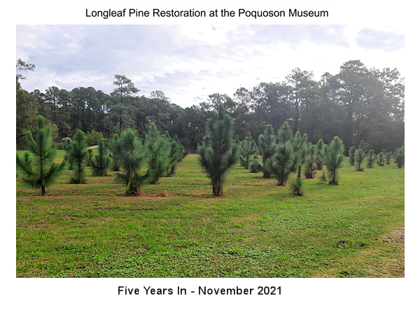 Long leaf Pine Restoration Project - November 2021 Update